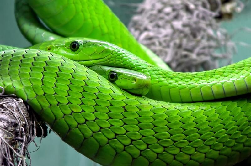 sonar con una serpiente verde que muerde